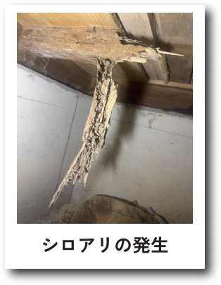 シロアリの発生